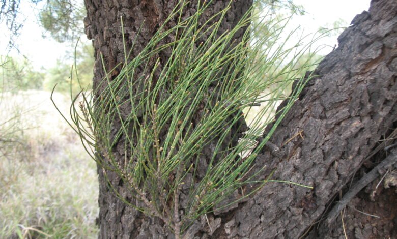 Australian Buloke